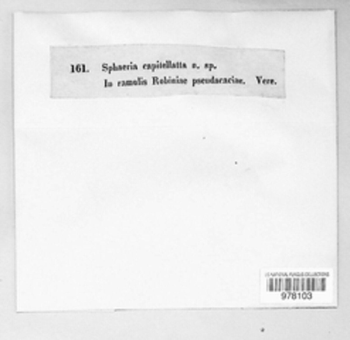 Massaria anomia image